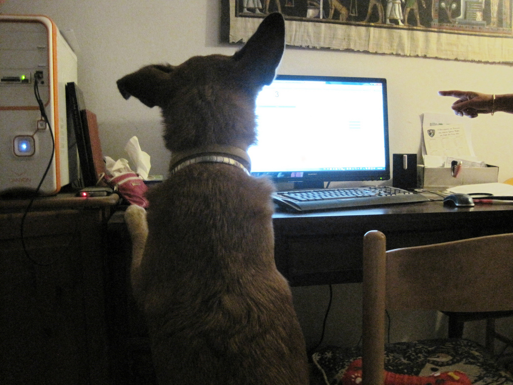Dog at computer - photo